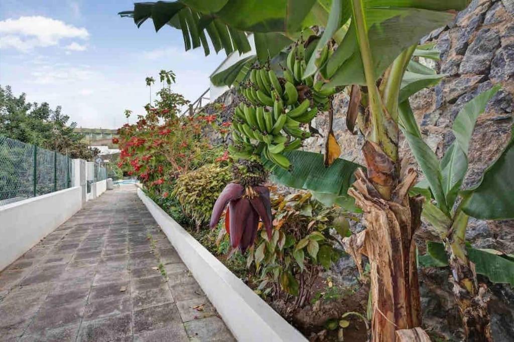 Paradise Studio Belair Wifi, Piscina, Parking Пуерто-де-ла-Крус Екстер'єр фото